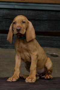 Ungari lühikarvaline linnukoer ehk vizsla kutsikas (2 foto / 2)