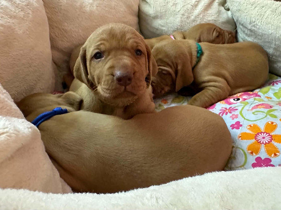 Ungari lühikarvline linnukoer (vizsla)
