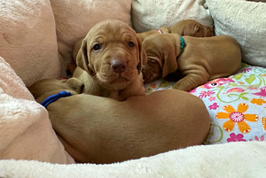 Венгерская короткошёрстная легавая (vizsla) (1 фото из 2)