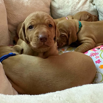 Ungari lühikarvline linnukoer (vizsla)