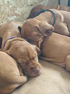 Венгерская короткошёрстная легавая (vizsla) (2 фото из 2)