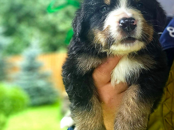 Berni alpi karjakoera kutsikad