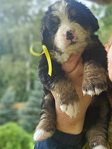 Berni alpi karjakoera kutsikad, бернский зенненхунд kutsikad (3 foto / 8)