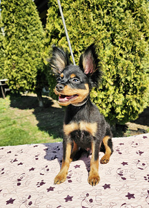 Pikakarvaline Vene toy (Russian Toy long haired) (3 foto / 5)