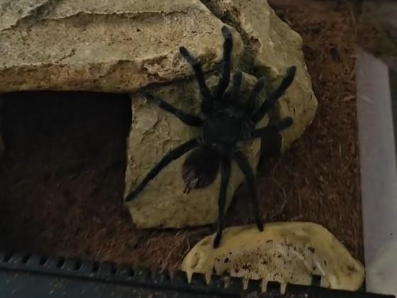 Tarantel/brahypelma albopilossum