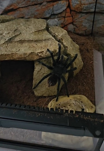 Tarantel/brahypelma albopilossum (1 foto / 5)