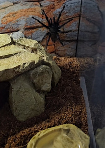Tarantel/brahypelma albopilossum (5 foto / 5)