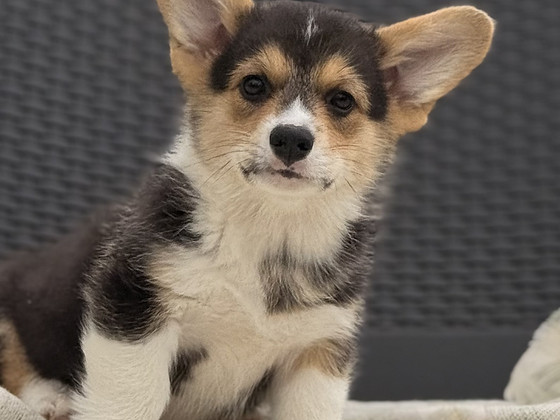 Welsh Corgi Pembroke'i kutsikad