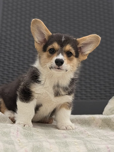 Welsh Corgi Pembroke'i kutsikad (1 foto / 10)
