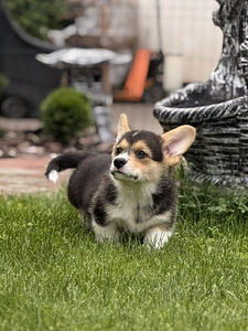 Welsh Corgi Pembroke'i kutsikad (2 foto / 10)