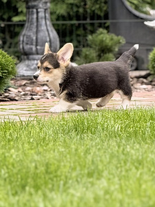 Welsh Corgi Pembroke'i kutsikad (3 foto / 10)