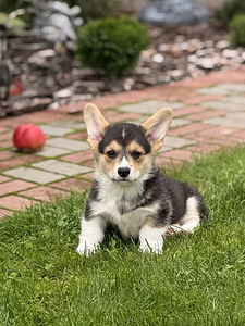 Welsh Corgi Pembroke'i kutsikad (4 foto / 10)