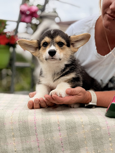 Welsh Corgi Pembroke'i kutsikad (5 foto / 10)