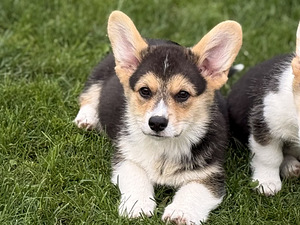 Welsh Corgi Pembroke'i kutsikad (6 foto / 10)