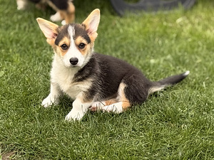 Welsh Corgi Pembroke'i kutsikad (7 foto / 10)