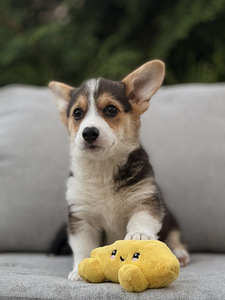 Welsh Corgi Pembroke'i kutsikad (8 foto / 10)