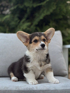 Welsh Corgi Pembroke'i kutsikad (9 foto / 10)