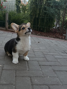 Welsh Corgi Pembroke'i kutsikad (10 foto / 10)