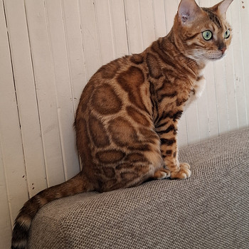 Bengal