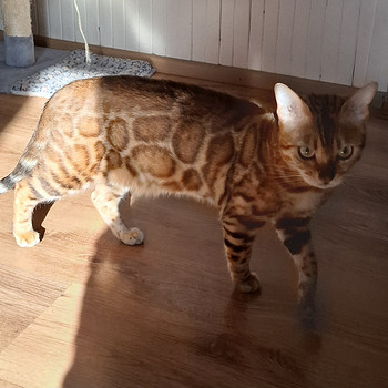 Бенгальская кошка
