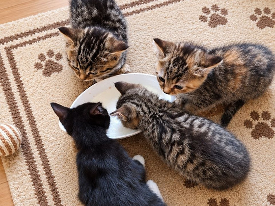 Котята