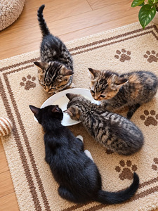 Котята (1 фото из 4)