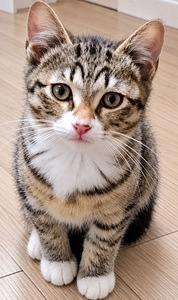 Котята (3 фото из 4)