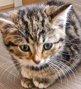 Котята (4 фото из 4)