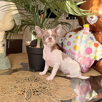 Chihuahua emane kutsikas, miniversioon