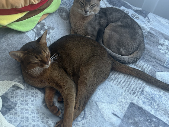 Абиссинские котята