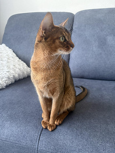 Абиссинские котята (2 фото из 3)