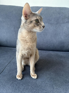 Абиссинские котята (3 фото из 3)