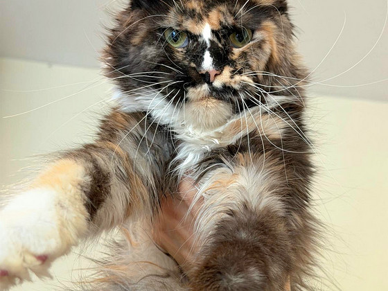 Кошка мейнкун