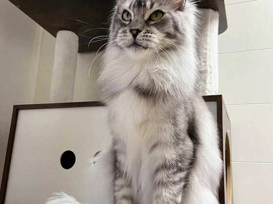Мейнкун кошка