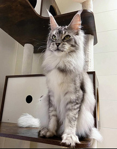 Мейнкун кошка (1 фото из 1)