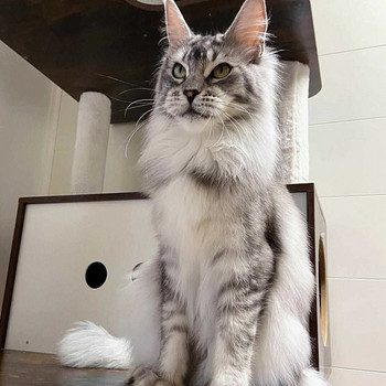 Мейнкун кошка
