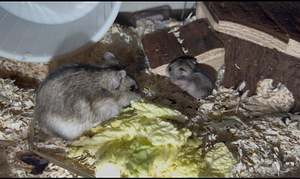 džungaaria hamster (1 foto / 2)