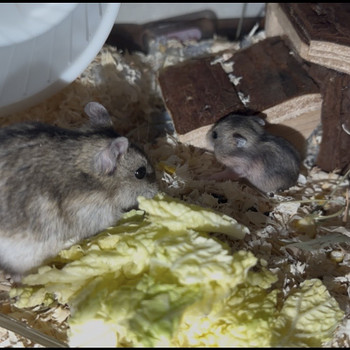 džungaaria hamster