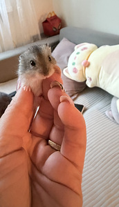 džungaaria hamster (2 foto / 2)