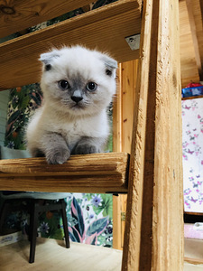 Скоттиш-фолд (2 фото из 8)