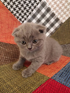 Скоттиш-фолд (5 фото из 8)