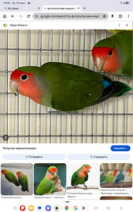 Popugai (1 foto / 2)