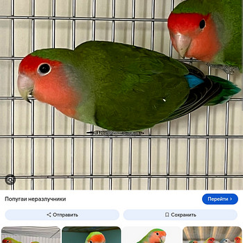 Popugai