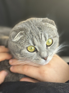 Scottish fold (1 valokuva sivusta 2)