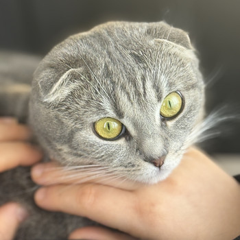 Scottish fold