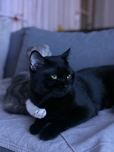 Scottish fold (2 valokuva sivusta 2)