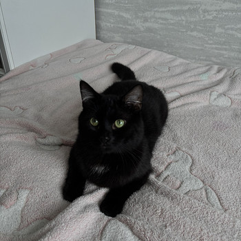 Отдам кота в хорошие руки