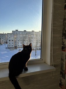 Отдам кота в хорошие руки (2 фото из 2)