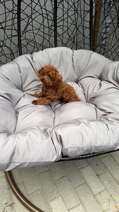 Toy poodel (1 foto / 10)