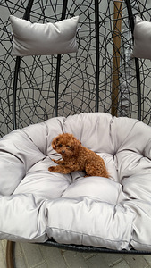 Toy poodel (2 foto / 10)
